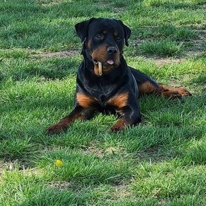 Meet your Posher, Desiree